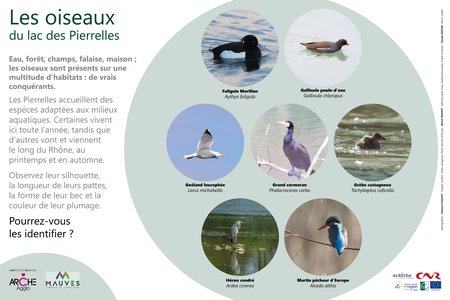 LAC DE PIERRELLES-LES OISEAUX2 ARCHE AGGLO.jpg