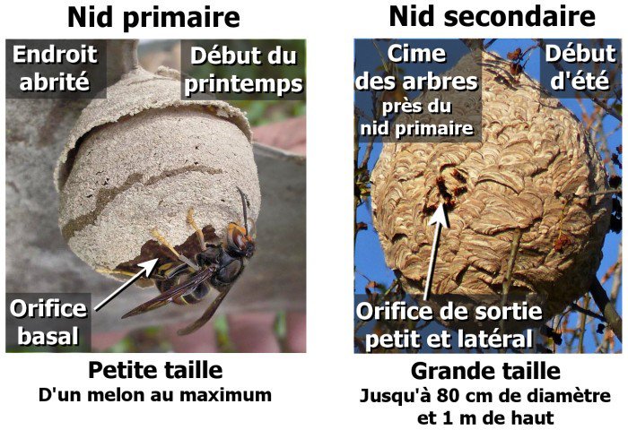 Photo-frelon.jpg