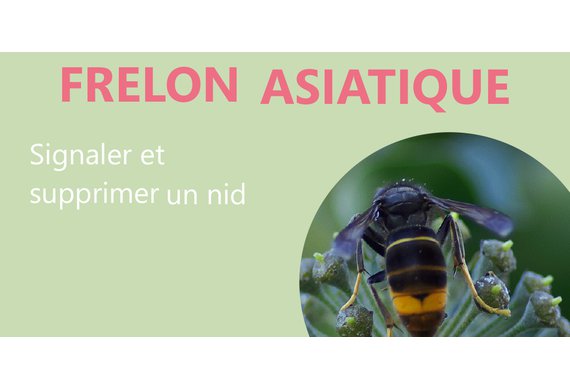 Frelon asiatique.jpg