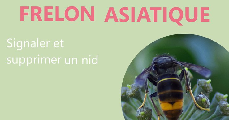 Lutte contre les frelons asiatiques, la saison est lancée !