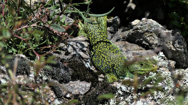 Lézard ocellé, ENS Massif de Pierre-Aiguille.jpg