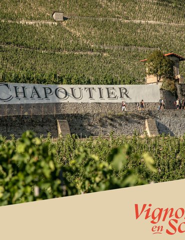 Visite des vignes & dégustation - Maison M. CHAPOUTIER