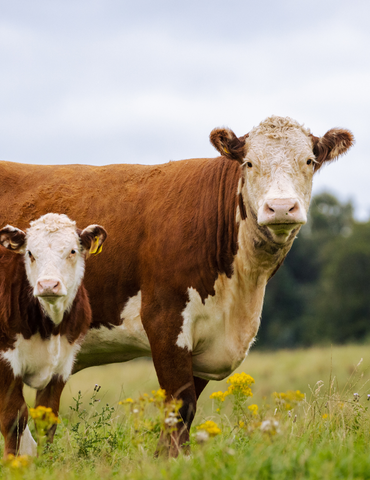 Journées Portes Ouvertes à la Ferme Raffin - Annulée
