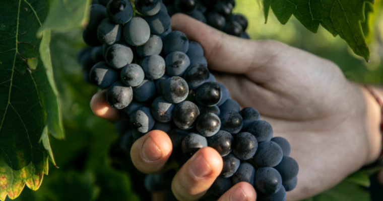 Atelier découverte "100% Syrah" - M.CHAPOUTIER