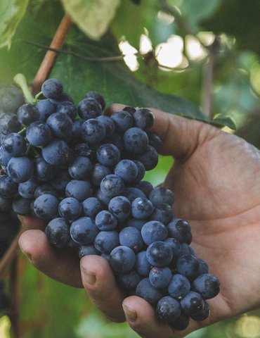 Atelier "De la vigne au vin" - Domaine Luyton Fleury