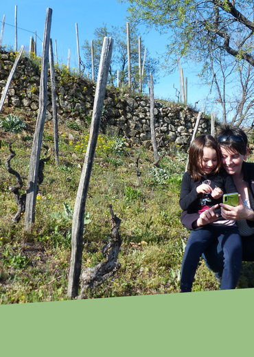 Chasse au trésor : Pépin et les origines de la Syrah