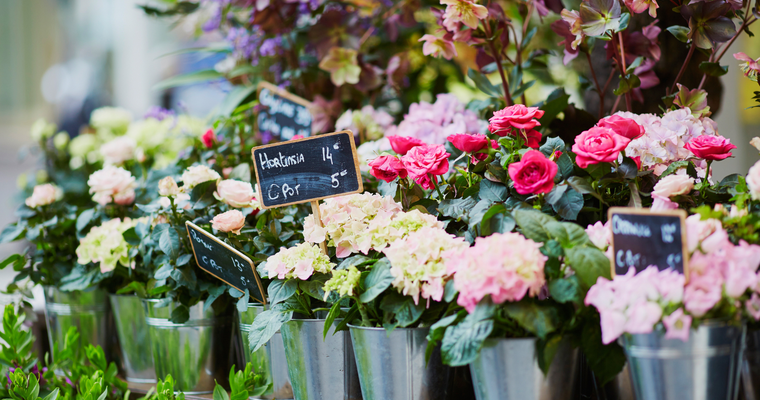 Marché du jardin et des plantes - Semaine Verte_Tournon-sur-Rhône