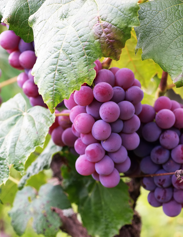 Fête des vendanges