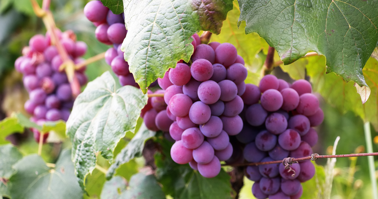 Fête des vendanges_Tain-l'Hermitage