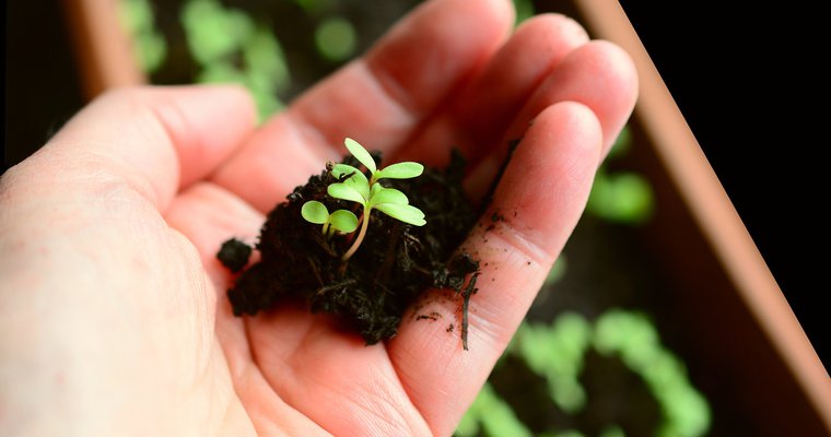 Vente de plants à la ferme - Graines de Buisson_Plats