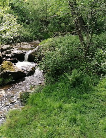 week end bushcraft immersion pleine nature adultes et famille