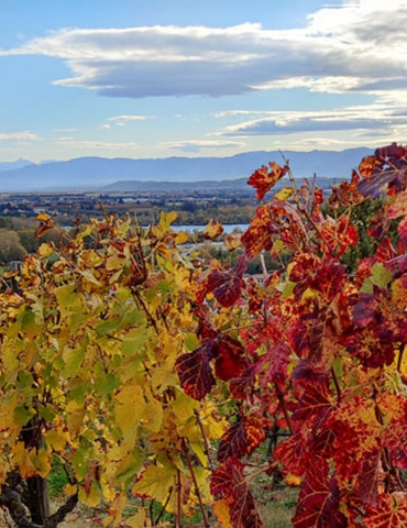 Fascinant Week-end Vignobles & Découvertes - Vineum