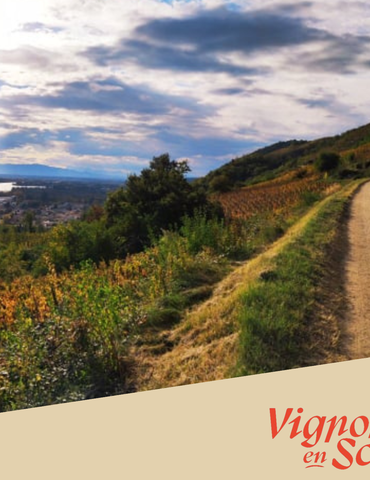 Randonnée dans les vignes - Domaine de Gouye