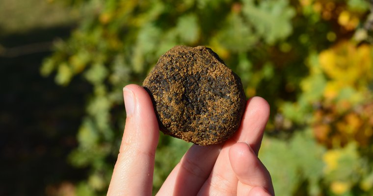 Marché aux truffes et aux fines volailles - Saint Donat_Saint-Donat-sur-l'Herbasse
