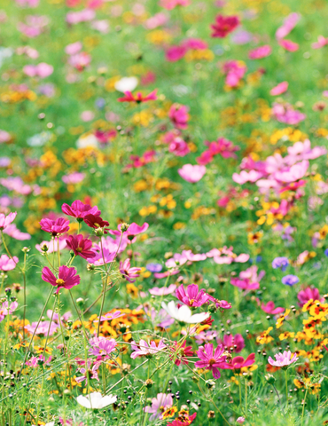 Vente de fleurs et plants
