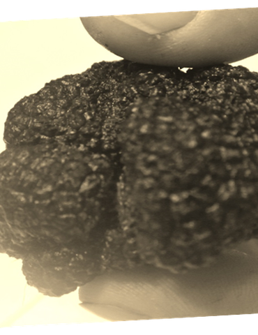 Découverte de la truffe Noire  en  Drôme des Collines - La Baume Saint-Antoine