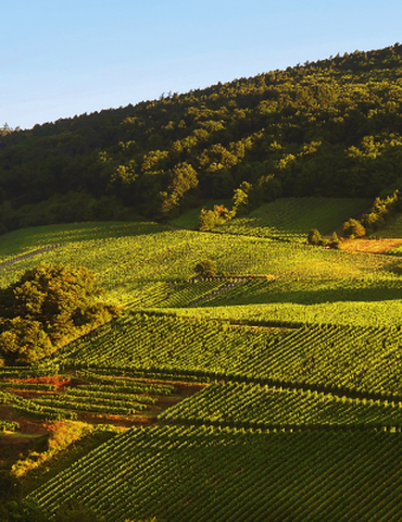 Atelier Découverte "  Rhône & Alsace  " - M.CHAPOUTIER