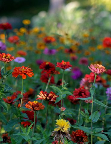 Festival des jardins Tournon-Tain