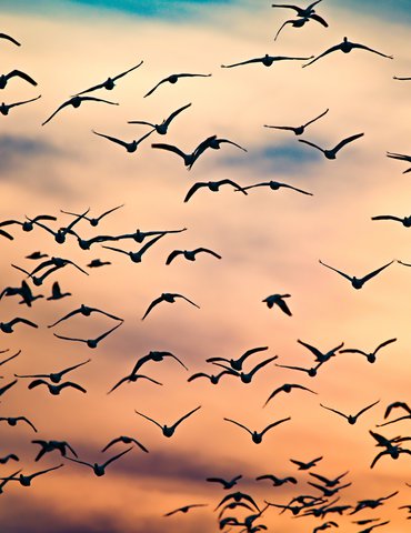 Observer et comprendre avec la LPO