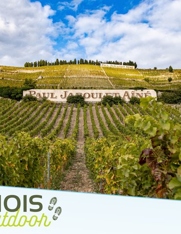 Randonnée en Hermitage et Dégustation - Vineum