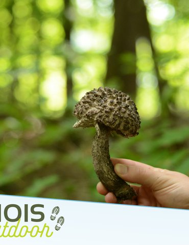 L'aventure en pleine nature : ateliers pour enfants