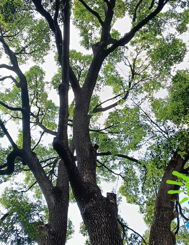 Festival des pieds des mains