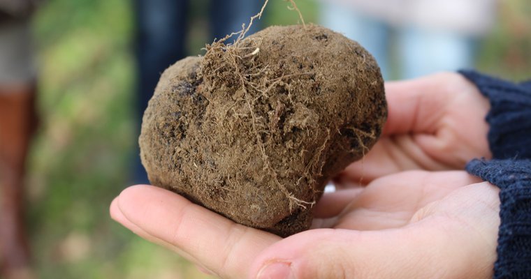Découverte d'une truffière et repas truffe _ La Baume Saint Antoine_ Romans