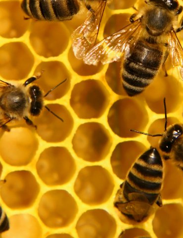 Atelier "Sauvons les abeilles" - 1001 Cornes