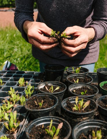 Marché aux fleurs et plants de légumes