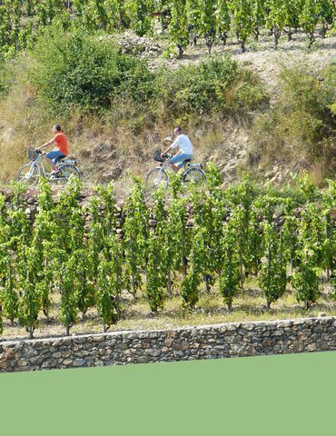 Immersion en Crozes-Hermitage