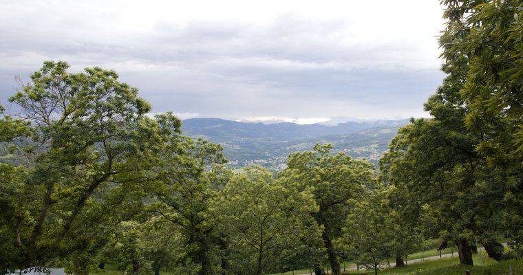 Vue sur la châtaigneraie