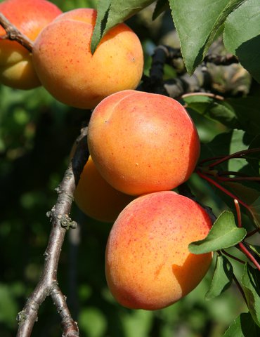 Voyage au cœur de l’abricot – Expérience Maison Gobert