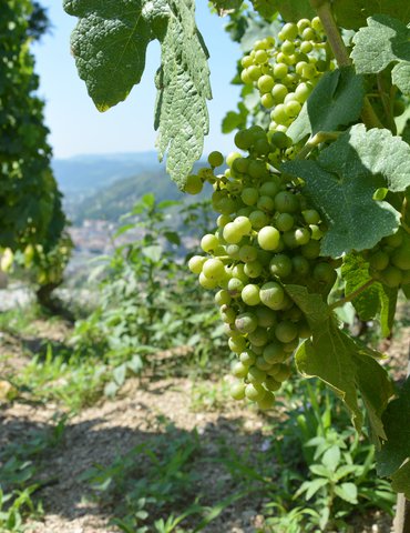 Portes ouvertes - Domaine Marion Chirouze