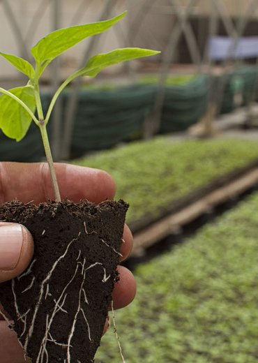 Marché aux arbres - Terroir en fête