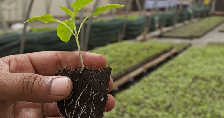 marche aux arbres - nectardechois - pailhares