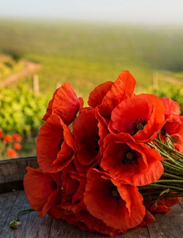Balade au cœur du domaine Laurent Habrard pour découvrir le coquelicot, emblème du domaine.