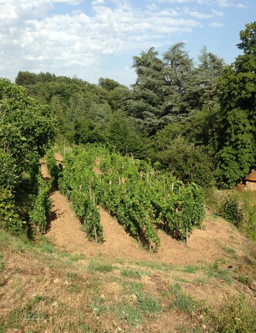 Visite dégustation de vins bio nature au Domaine Morlanche
