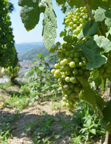 Visite & dégustation - Domaine Rouchier