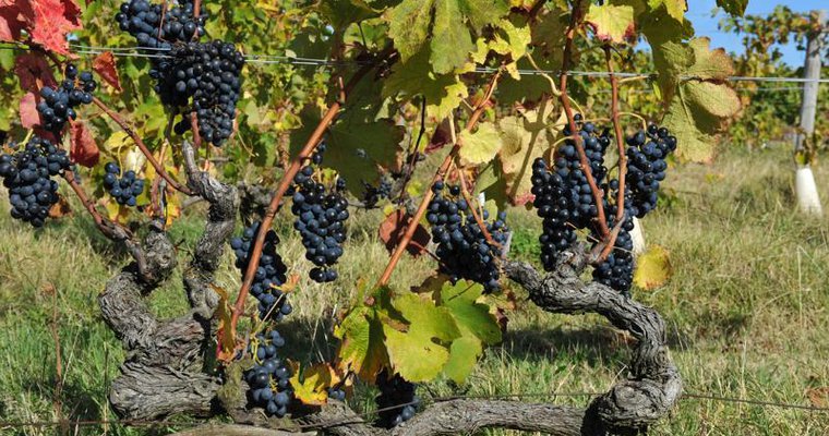 Vignes du Domaine Pradelle