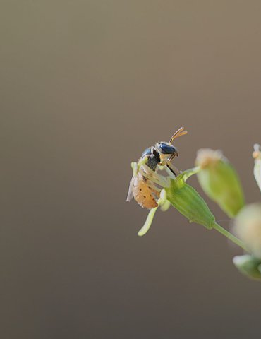 Ateliers participatifs Biodiversité Communale à Tournon-sur-Rhône