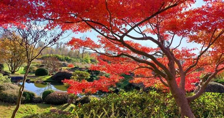 Splendeurs Automnales des érables du Japon au Jardin Zen