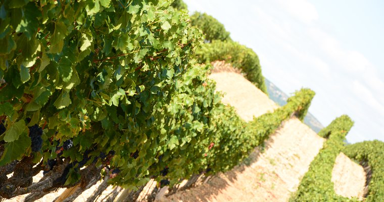 Rangée de vignes