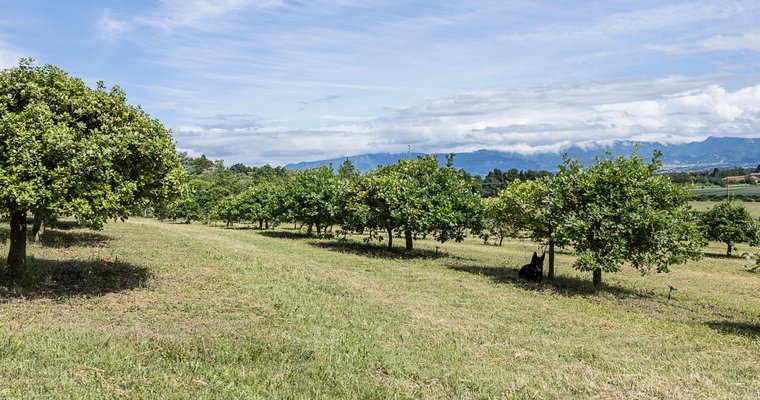 Panier pique-nique au milieu des chênes - La Baume Saint Antoine_Romans-sur-Isère