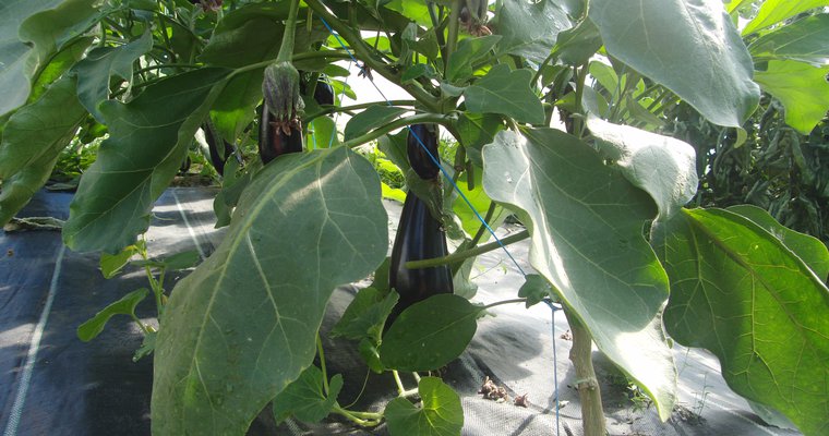Plan d'aubergines