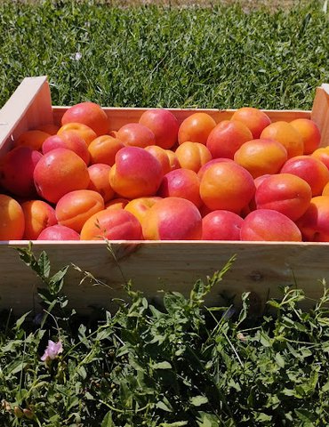 Visite et dégustation - Maison de l'abricot - Gobert, le fruit de 4 générations